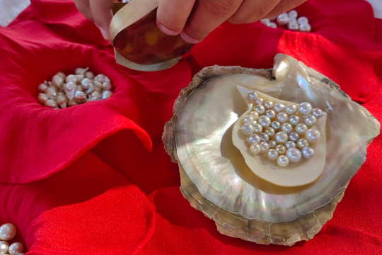 Weiße Perlen liegen in einer Muschel auf einem roten Tuch